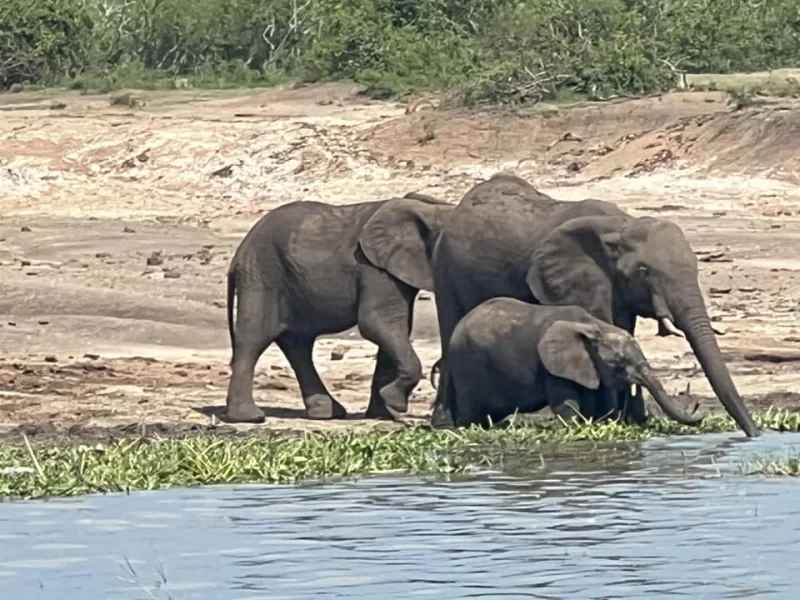 Uganda Gorilla Trekking ve Safari Deneyimi